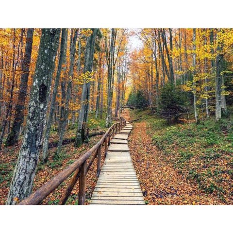 Kalendarz ścienny LASY POLSKIE 13-planszowe 2024 320mm x 470mm Lucrum (RW04)