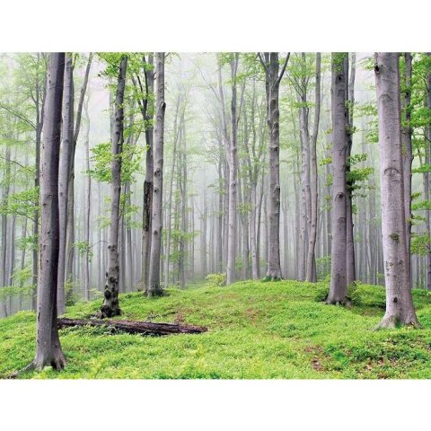 Kalendarz ścienny LASY POLSKIE 13-planszowe 2024 320mm x 470mm Lucrum (RW04)