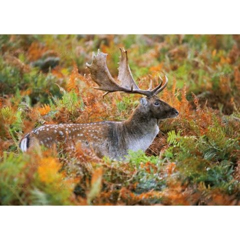 Kalendarz ścienny LEŚNI PRZYJACIELE rodzinny 2026 280mm x 400mm Lucrum (WL07)