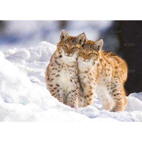 Kalendarz ścienny LEŚNI PRZYJACIELE rodzinny 2026 280mm x 400mm Lucrum (WL07)