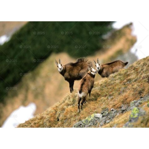 Kalendarz ścienny LEŚNI PRZYJACIELE rodzinny 2026 280mm x 400mm Lucrum (WL07)