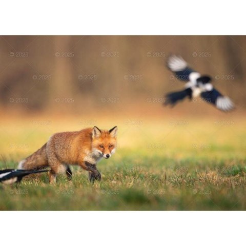 Kalendarz ścienny LEŚNI PRZYJACIELE rodzinny 2026 280mm x 400mm Lucrum (WL07)