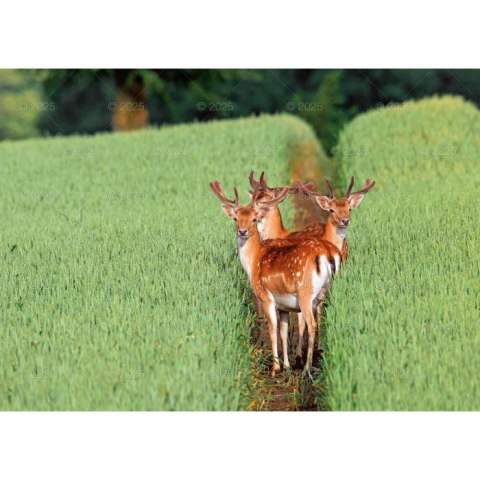 Kalendarz ścienny LEŚNI PRZYJACIELE rodzinny 2026 280mm x 400mm Lucrum (WL07)