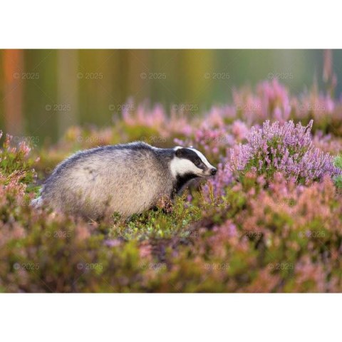 Kalendarz ścienny LEŚNI PRZYJACIELE rodzinny 2026 280mm x 400mm Lucrum (WL07)