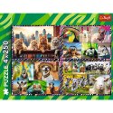 Puzzle zwierzaki 4x250 el. Trefl (13313)