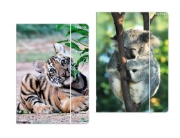 Teczka kartonowa na gumkę Dzikie zwierzęta A4 mix Starpak (559730)