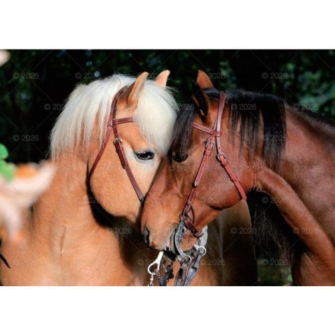 Kalendarz ścienny konie w plenerze rodzinny 280mm x 200mm Lucrum (WL10)