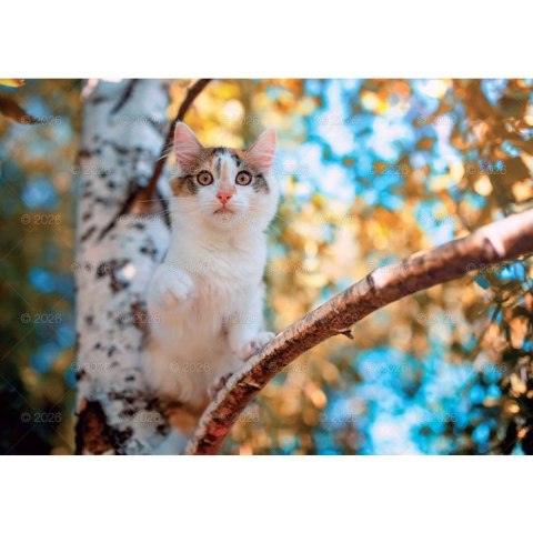 Kalendarz ścienny koty i kotki rodzinny 280mm x 200mm Lucrum (WL09)