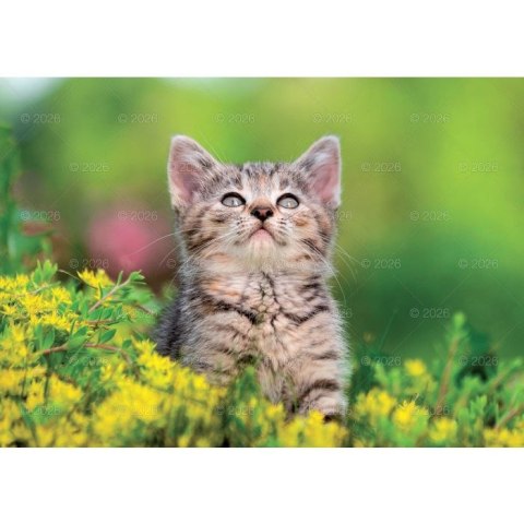 Kalendarz ścienny koty i kotki rodzinny 280mm x 200mm Lucrum (WL09)