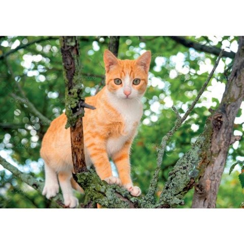 Kalendarz ścienny koty i kotki rodzinny 280mm x 200mm Lucrum (WL09)