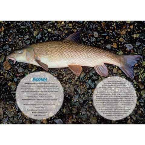 Kalendarz ścienny wędkarski rodzinny 280mm x 200mm Lucrum (WL14)