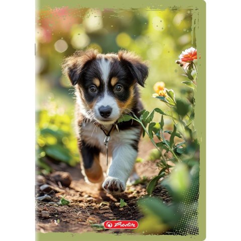 Zeszyt Animals A5 16k. 70g gładki Herlitz (400196854)