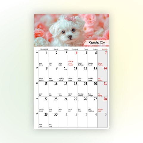 Kalendarz ścienny na lodówkę z magnesem 137mm x 210mm Press (MILUSIŃSCY)