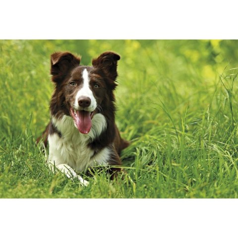 Kalendarz ścienny trójdzielny 855mm x 315mm Michalczyk i Prokop (T-105T-09)