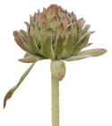 Kwiaty karczoch 60cm Home And Garden (8219)