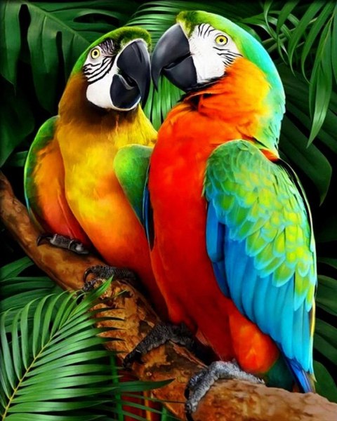 Zestaw kreatywny Malowanie po numerach 30x40cm Papugi Flamingo Line (FSY287)