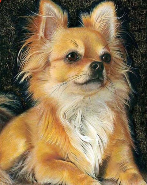 Zestaw kreatywny Diamentowa mozaika 30x40cm Chihuahua biszkoptowy Flamingo Line (1(5))