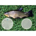 Kalendarz ścienny WĘDKARSKI 13-planszowe 320mm x 470mm Lucrum (RW14)
