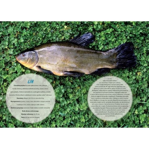 Kalendarz ścienny WĘDKARSKI 13-planszowe 320mm x 470mm Lucrum (RW14)