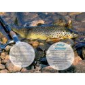 Kalendarz ścienny WĘDKARSKI 13-planszowe 320mm x 470mm Lucrum (RW14)