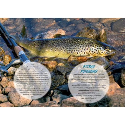 Kalendarz ścienny WĘDKARSKI 13-planszowe 320mm x 470mm Lucrum (RW14)