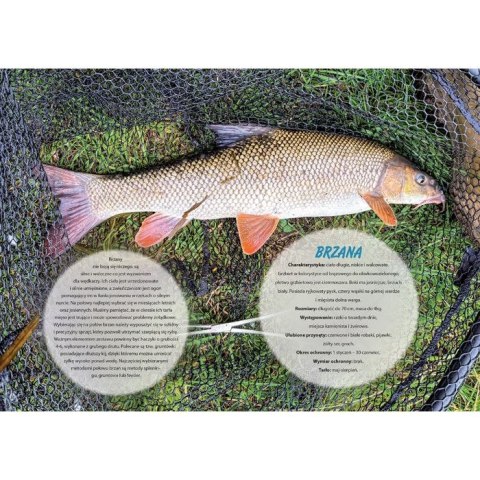 Kalendarz ścienny WĘDKARSKI 13-planszowe 320mm x 470mm Lucrum (RW14)