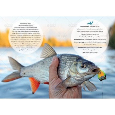Kalendarz ścienny WĘDKARSKI 13-planszowe 320mm x 470mm Lucrum (RW14)