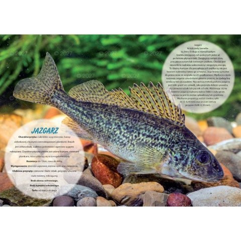 Kalendarz ścienny WĘDKARSKI 13-planszowe 320mm x 470mm Lucrum (RW14)