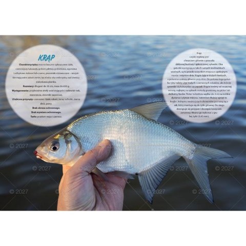 Kalendarz ścienny WĘDKARSKI 13-planszowe 320mm x 470mm Lucrum (RW14)