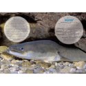 Kalendarz ścienny WĘDKARSKI 13-planszowe 320mm x 470mm Lucrum (RW14)