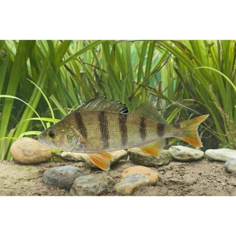 Kalendarz ścienny wieloplanszowe 13 kart 290mm x 505mm Beskidy