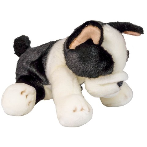 Pluszak pies Boston terrier [mm:] 300 Anek (844404BS)